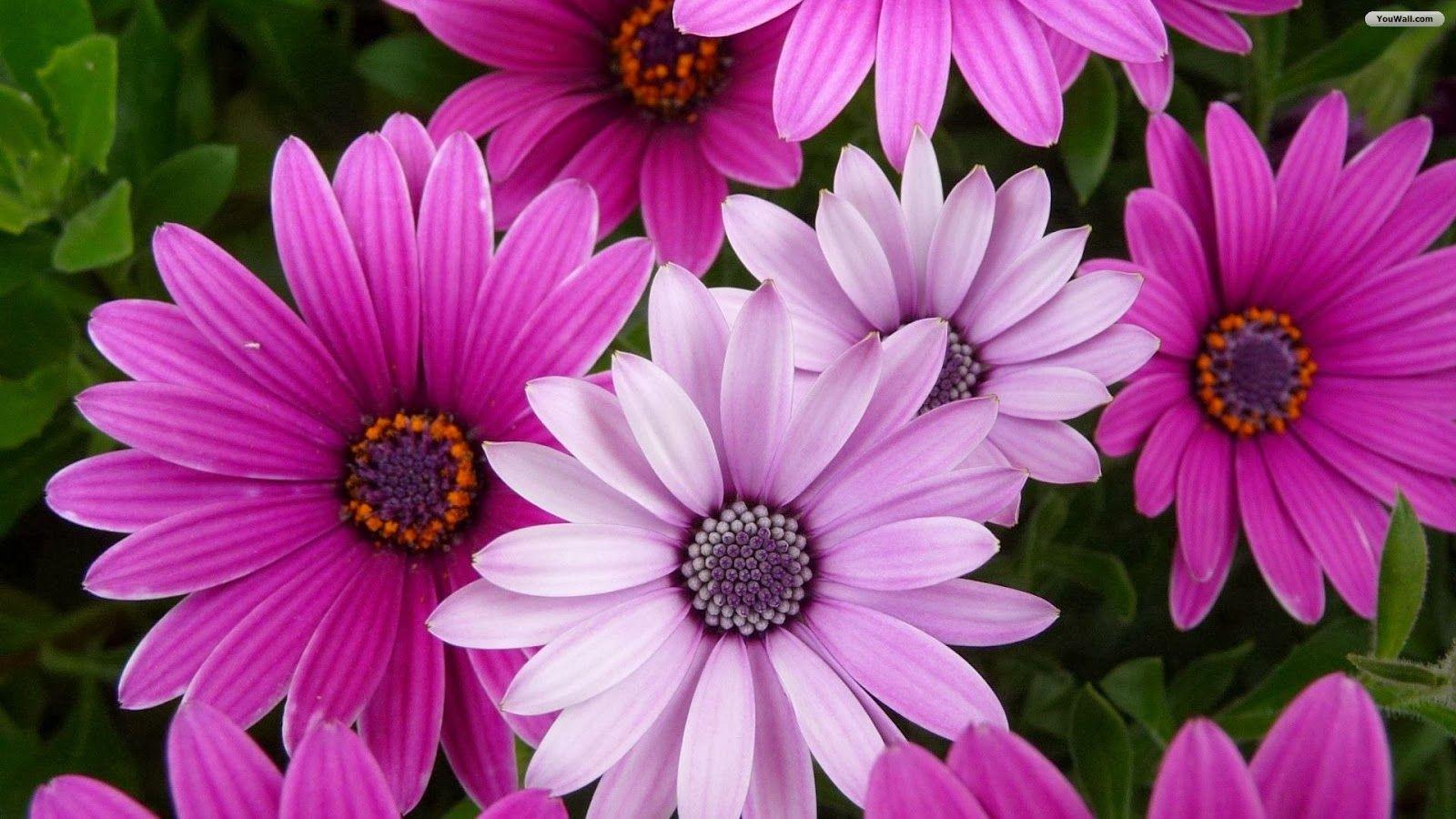 Purple White Flowers Wallpapers Top Free Purple White Flowers
