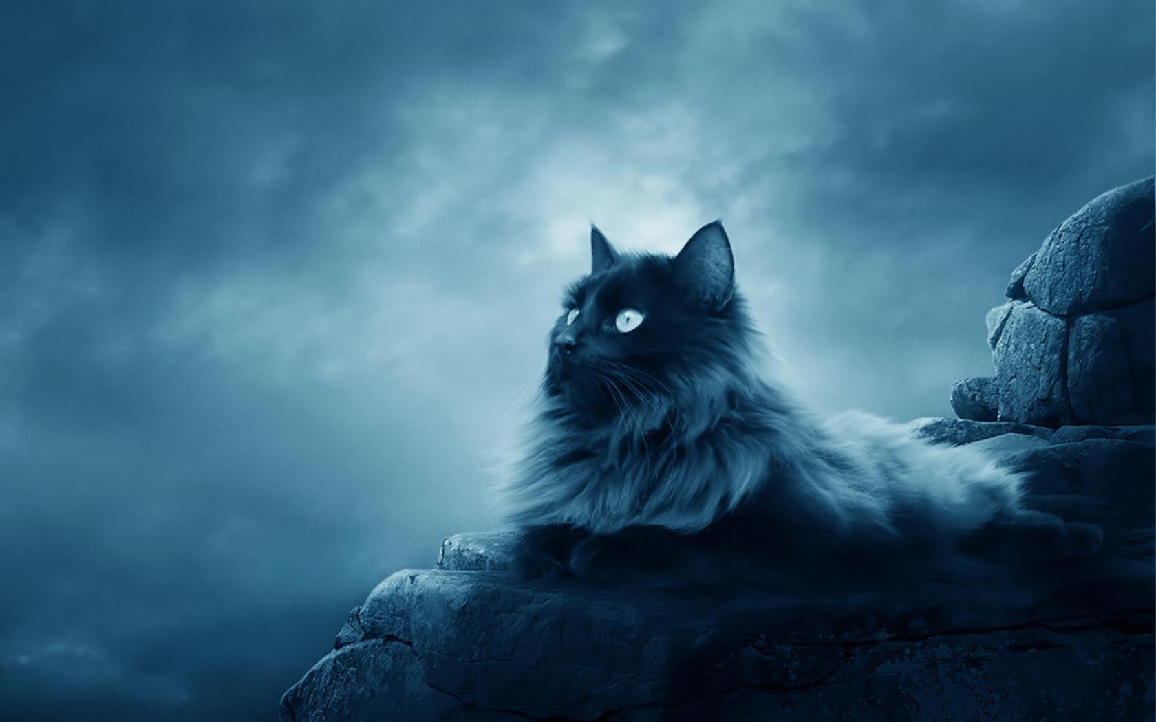 1680x1050 Background Cat HD Abyss On Wallpaper High Resolution For iPhone