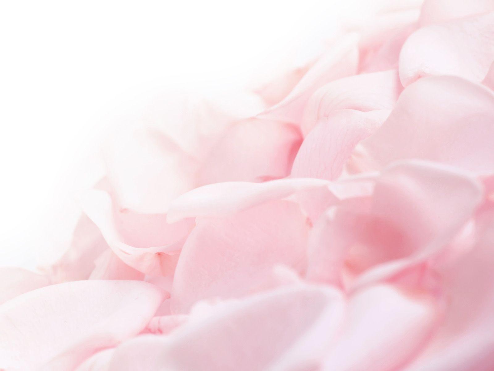 1600x1200 Best ideas about White Flower Wallpaper. Floral