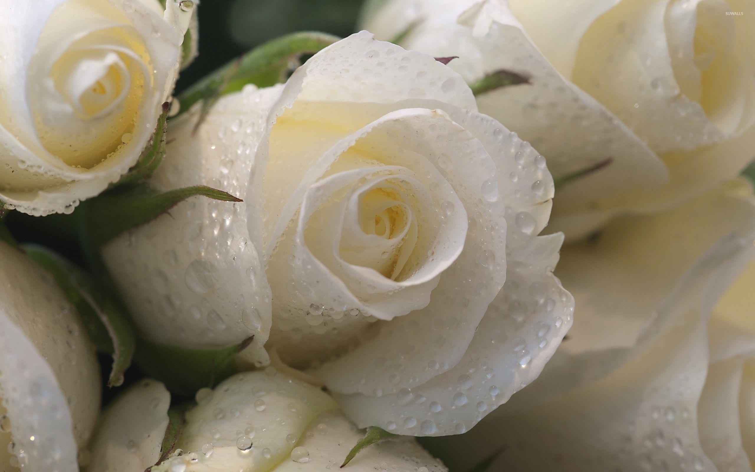 2560x1600 Water drops protecting the white roses wallpaper