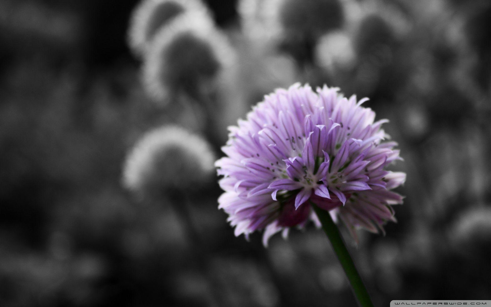 1920x1200 Purple Flower On Black And White Background Ultra HD Desktop