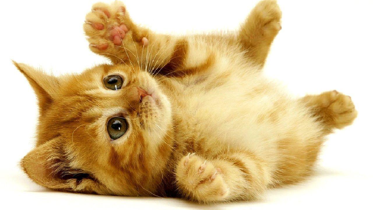 1280x720 Kitten Wallpaper