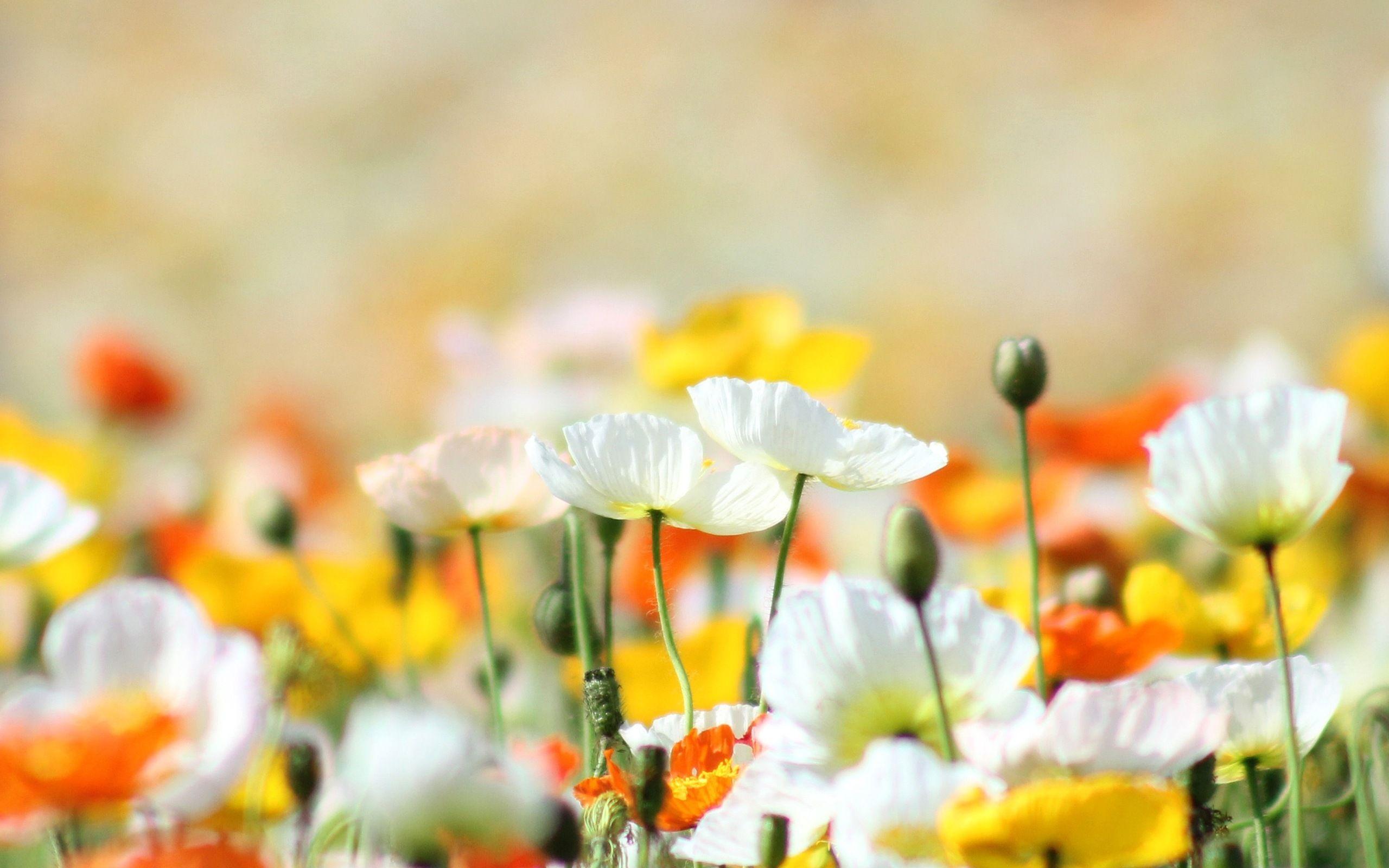 2560x1600 Yellow And White Poppies Flowers Wallpaper