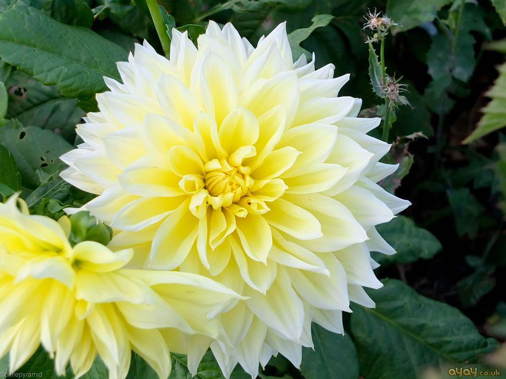 1024x768 Decorative Yellow And White Double Dahlia And Plants