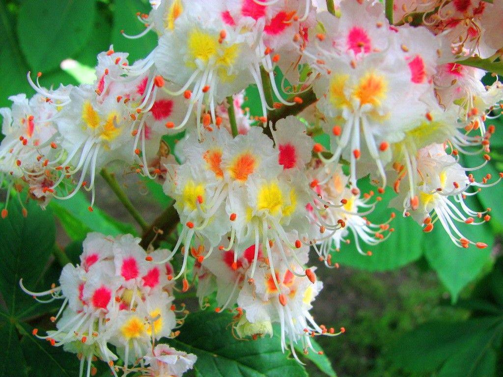 Yellow and White Flower Wallpapers Top Free Yellow and White Flower