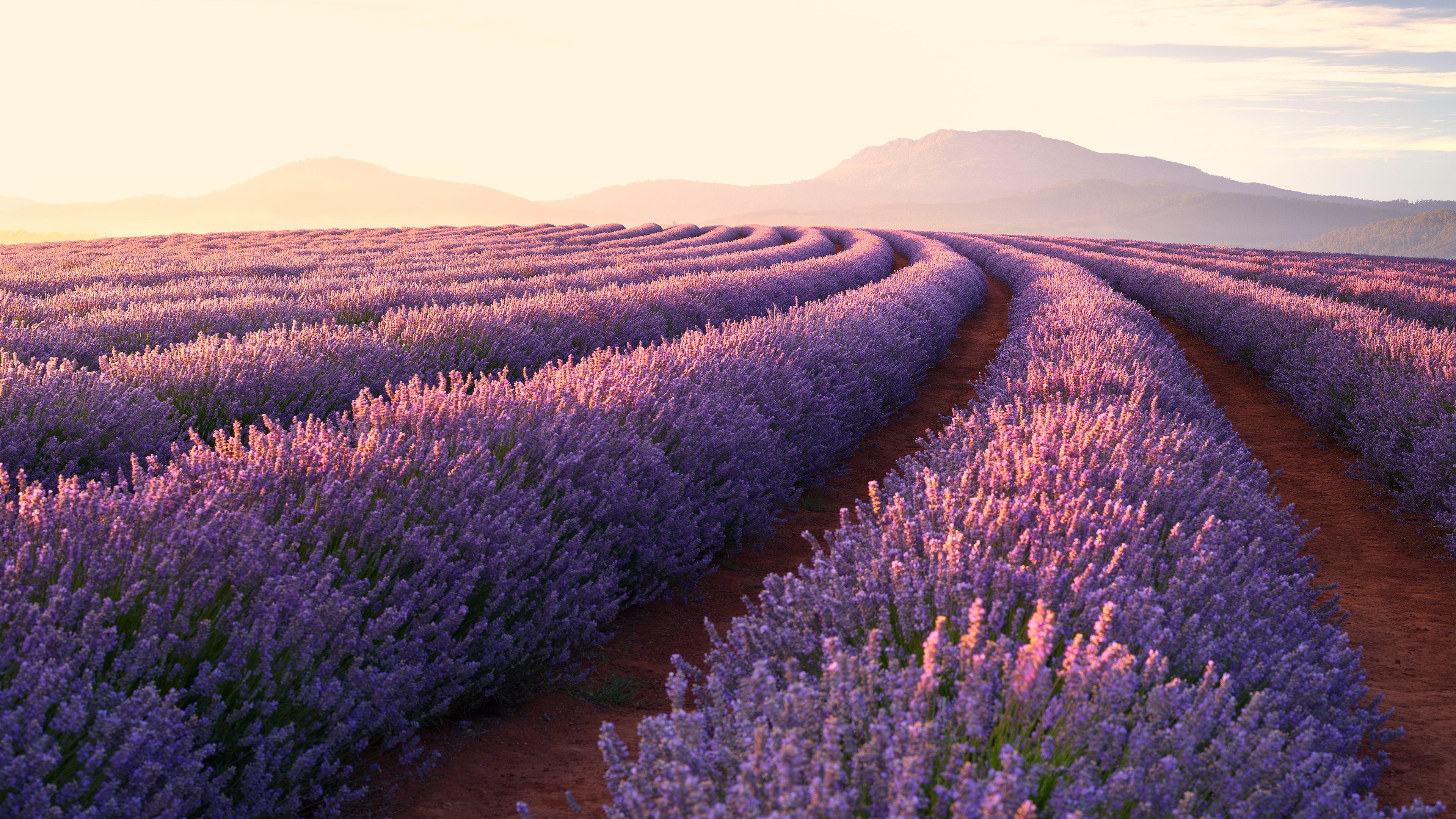 Wallpaper ID 39205  Lavender field 4k HD wallpaper Provence France  Meadows lavender tree sky free download