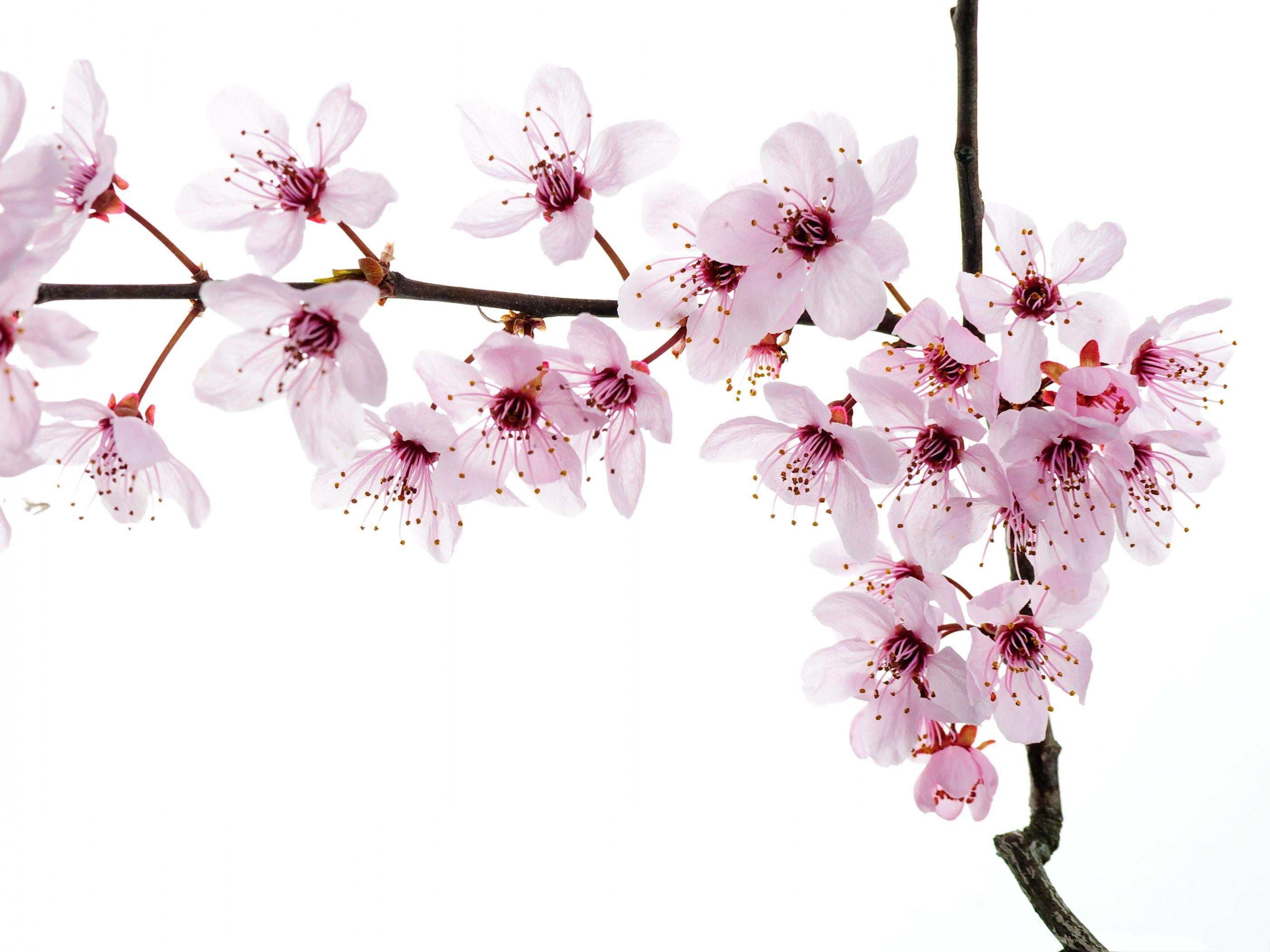 2800x2100 Background Image Flowers Pink