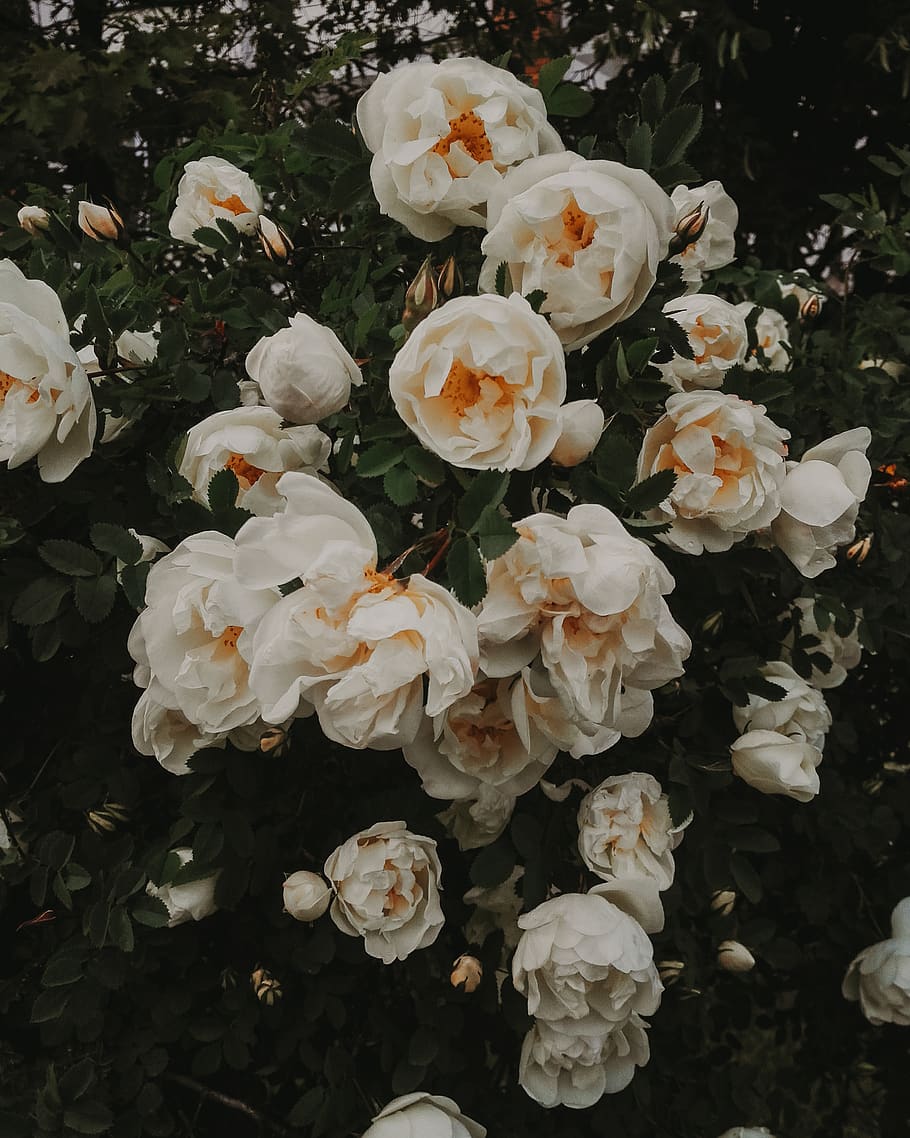 910x1138 HD wallpaper: white roses, garden, white flowers, evening, red