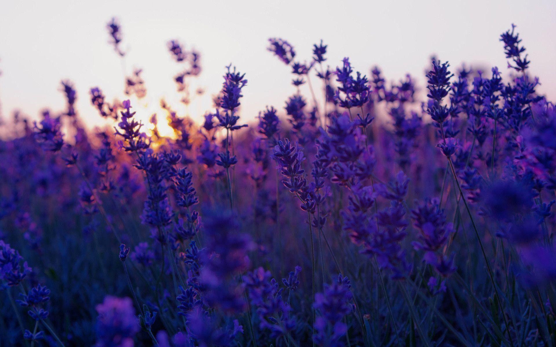 Lavender Flower Wallpapers - Top Free Lavender Flower Backgrounds -  WallpaperAccess