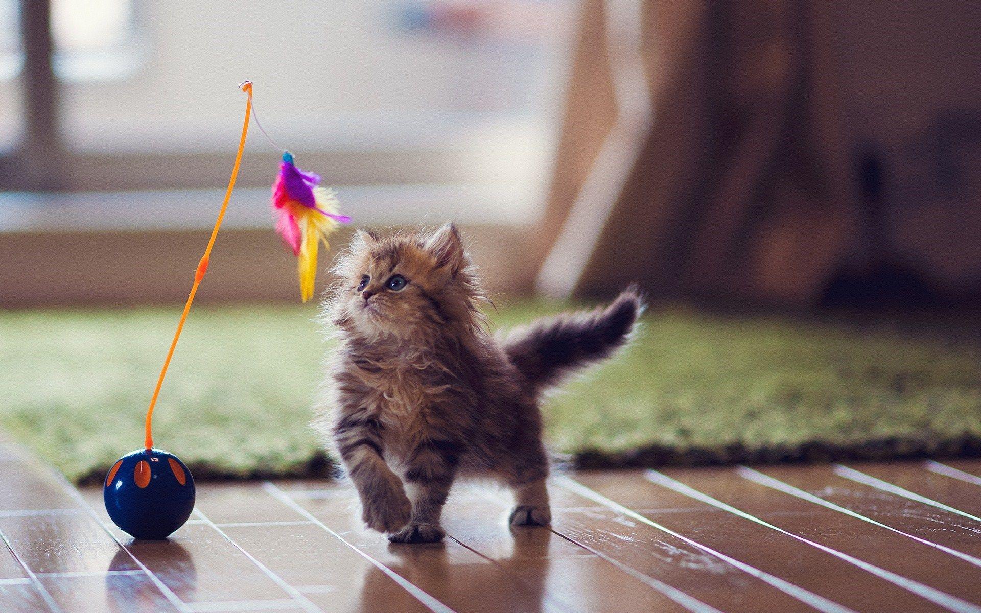 1920x1200 Kitten HD For Desktop Background On Wallpaper High Quality Of