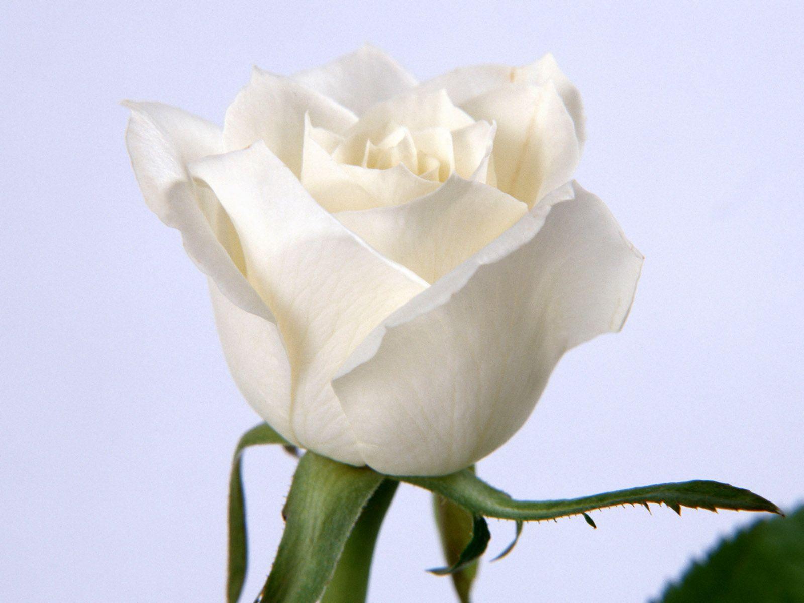 1600x1200 White Rose wallpaper. White Rose