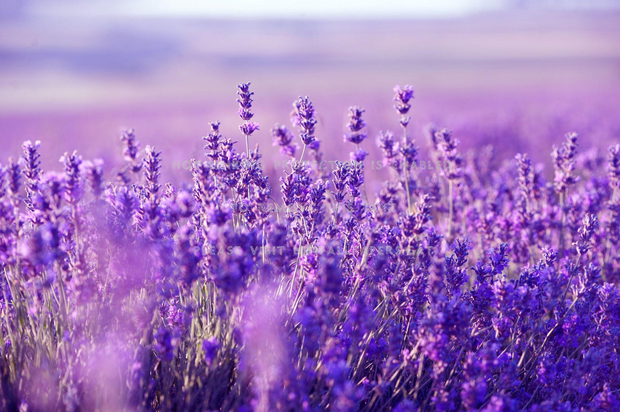 Lavender HD Wallpapers - Top Free Lavender HD Backgrounds - WallpaperAccess