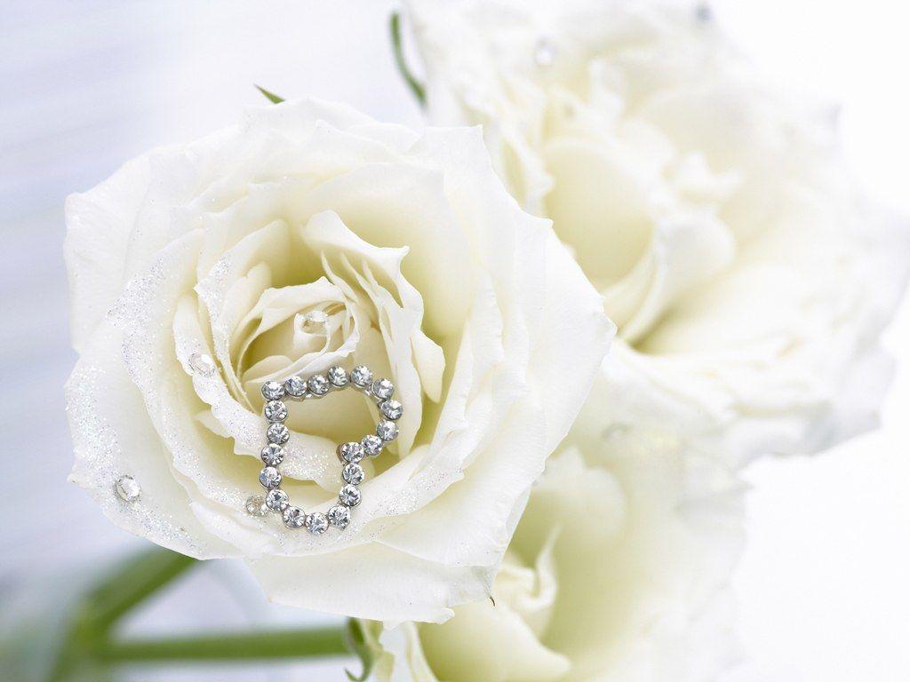 1024x768 White Rose Wallpaper