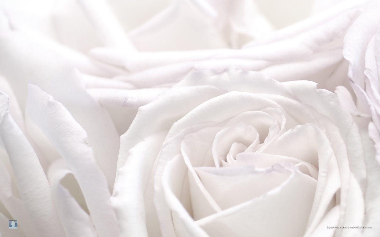 1600x1000 Free download Flowers Wallpaper White Roses Flowers Wallpaper