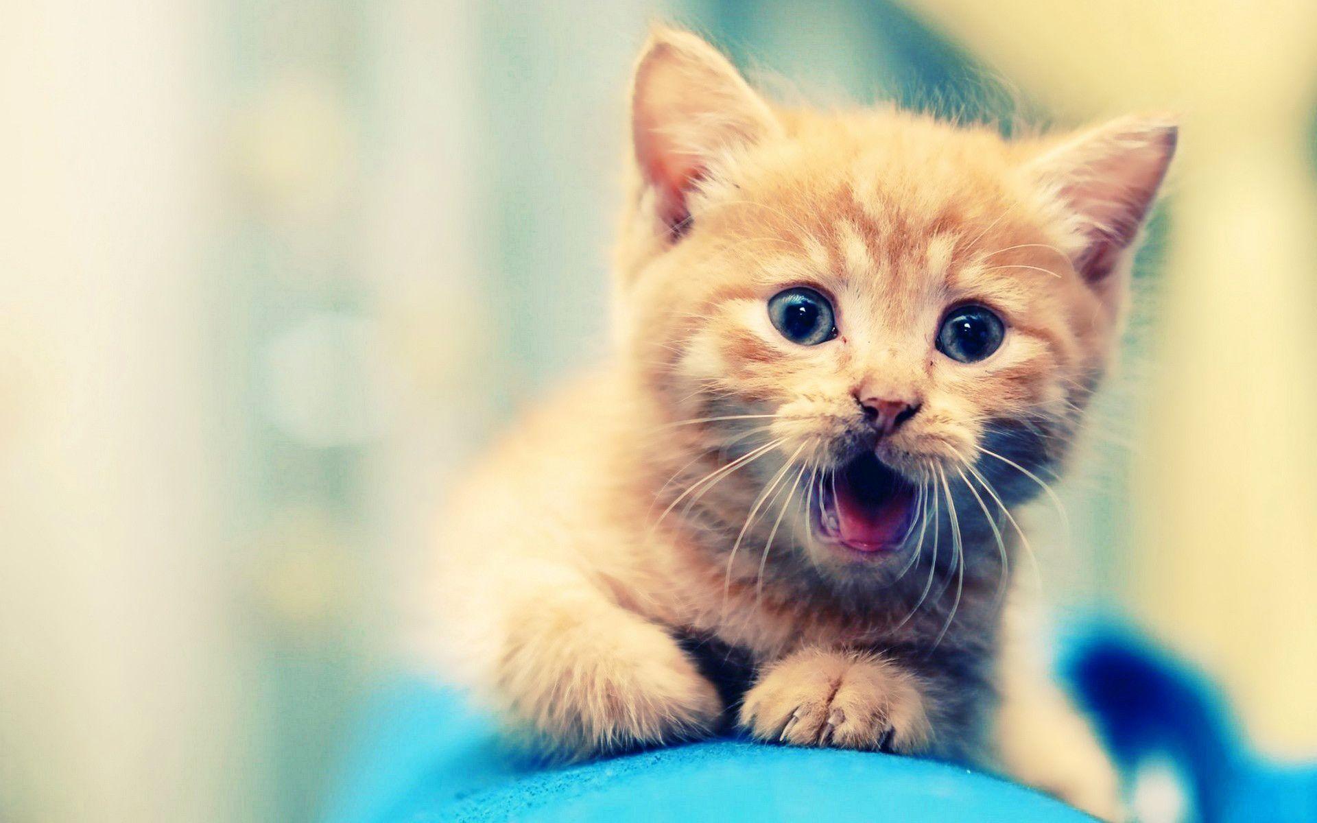 Funny Kitten Desktop Wallpapers - Top Free Funny Kitten Desktop ...