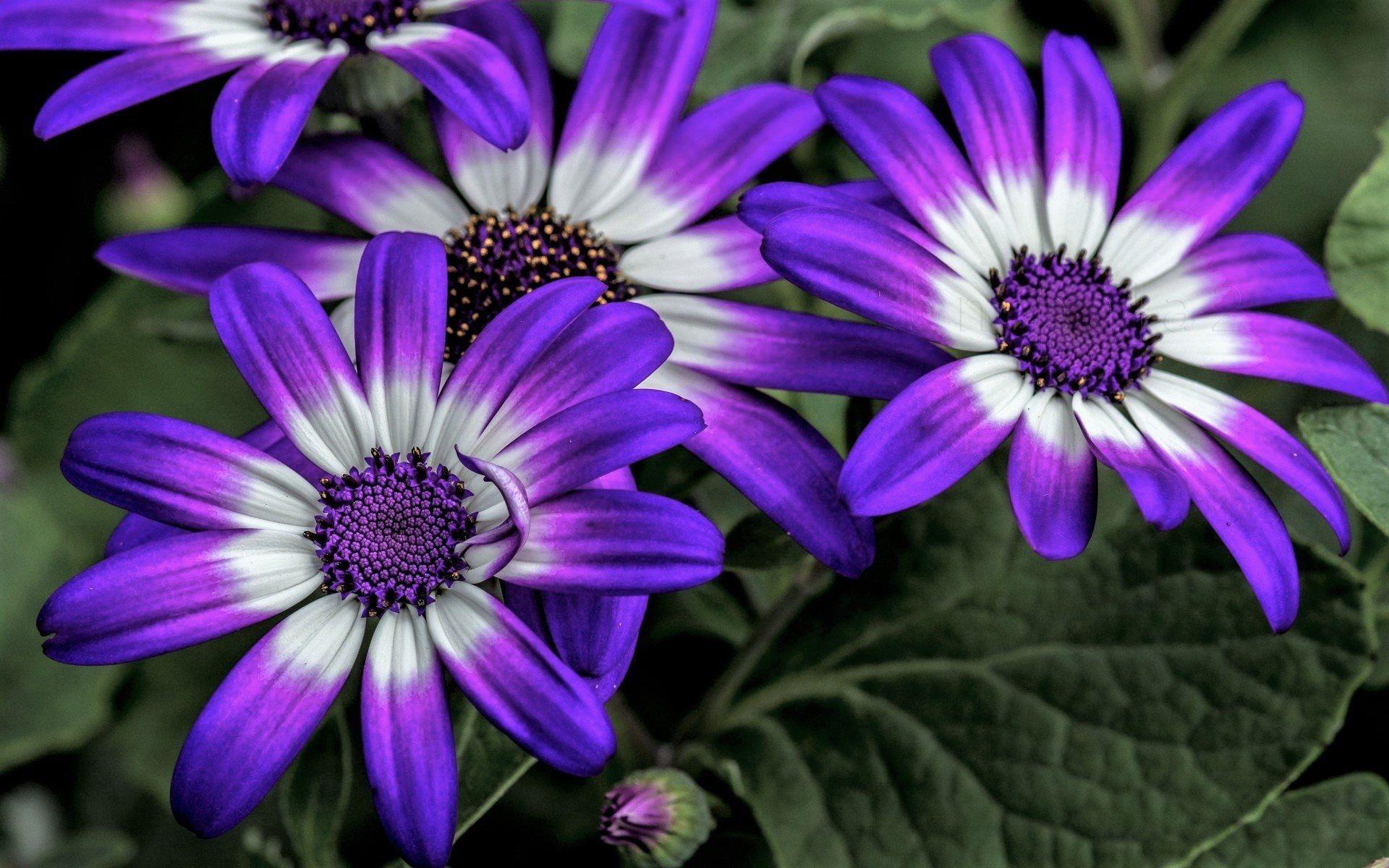 Purple and White Flower Wallpapers Top Free Purple and White Flower