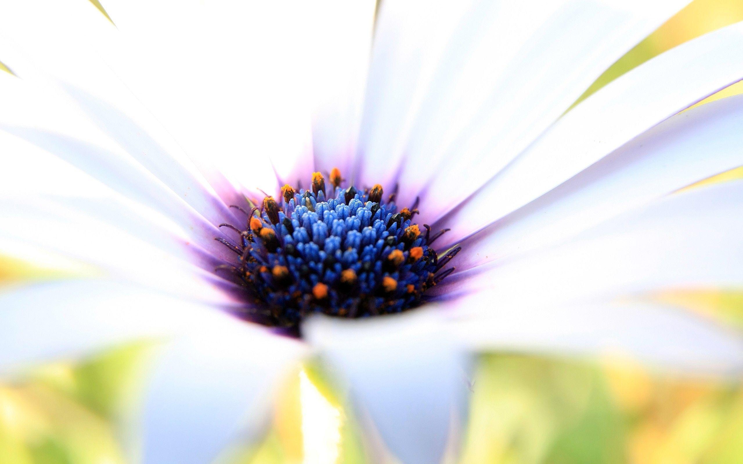 2560x1600 Purple White Flower 2560x1600 Resolution HD 4k