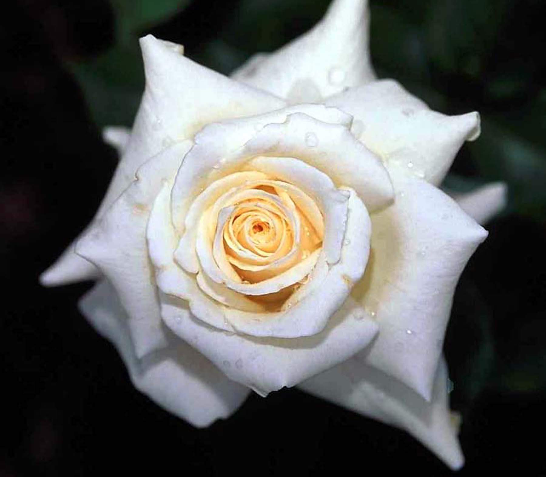 1800x1574 White Rose Wallpaper