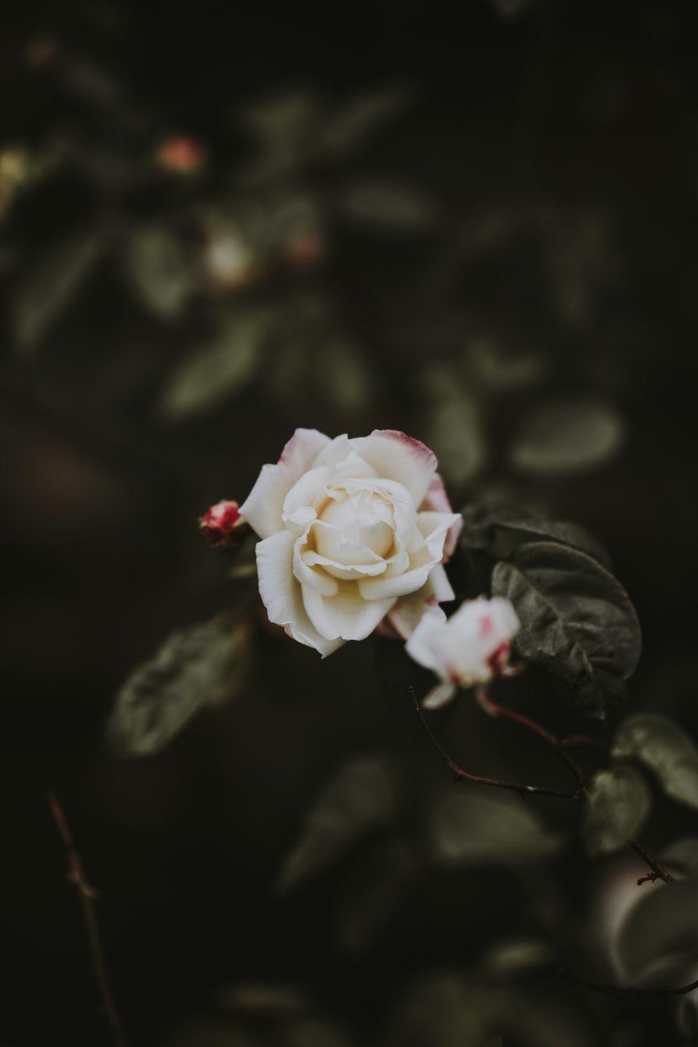 1000x1499 White Rose Picture [HD]. Download Free Image