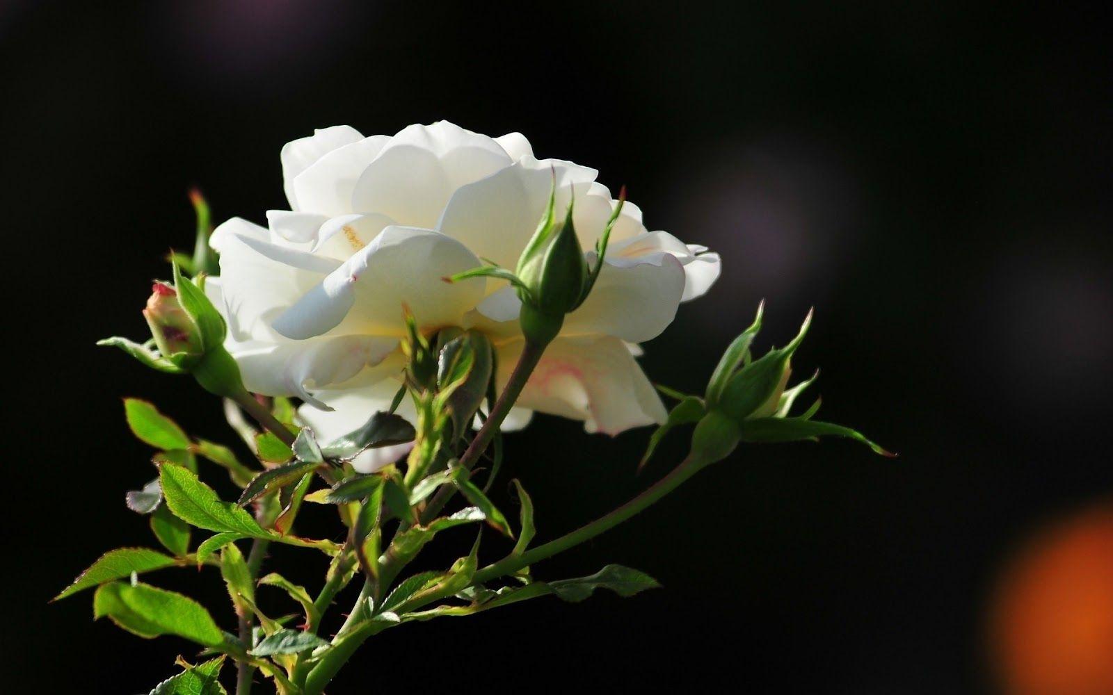 1600x1000 nice best beautiful HD free wallpaper white rose