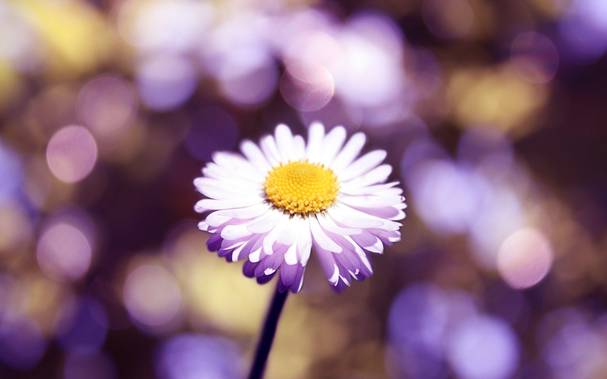 2560x1600 White Flower Wallpaperx1600