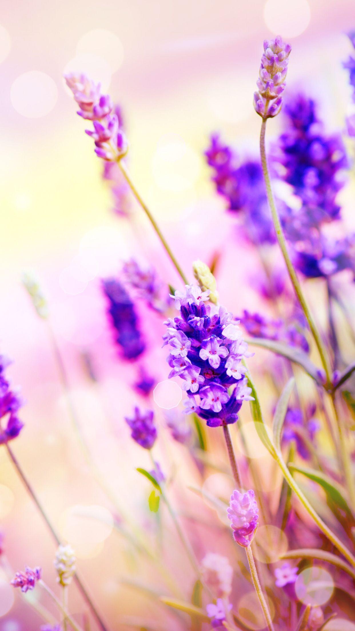 Lush Kinds Of Lavender Flowers Scene in HD Lush Kinds Of Lavender Flowers Scene in HD