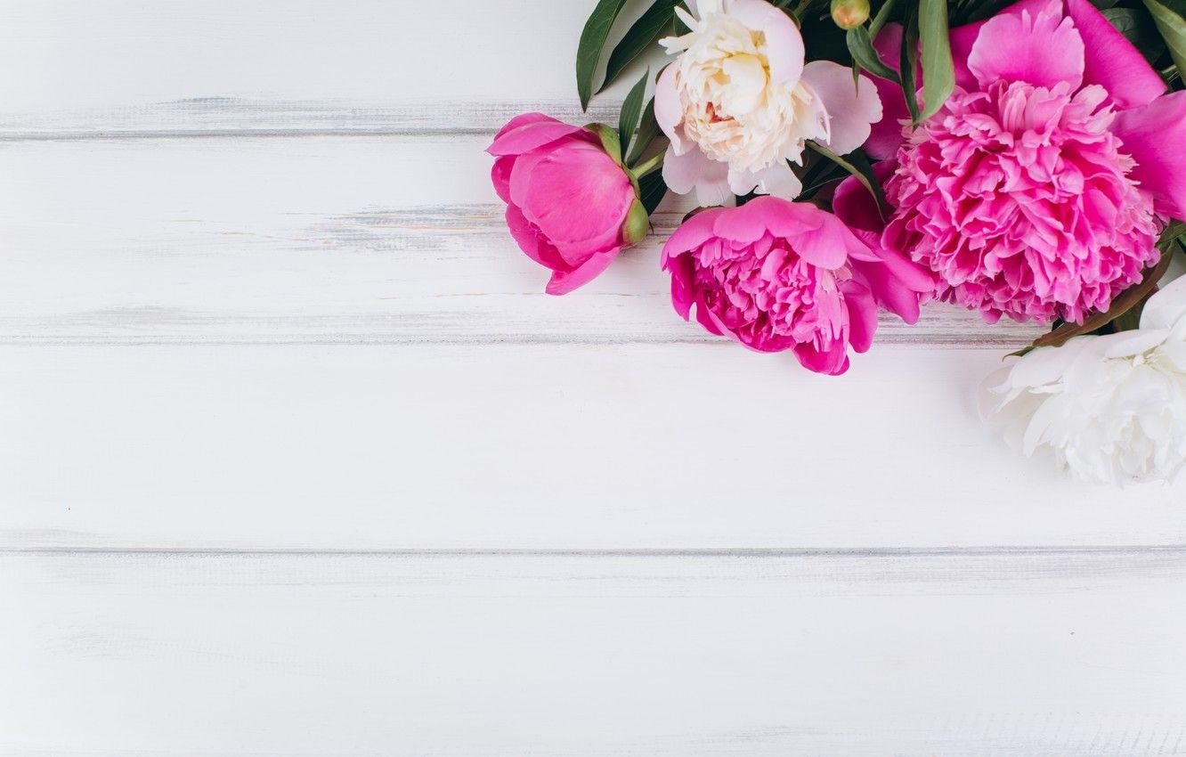 1332x850 Wallpaper flowers, pink, white, white .
