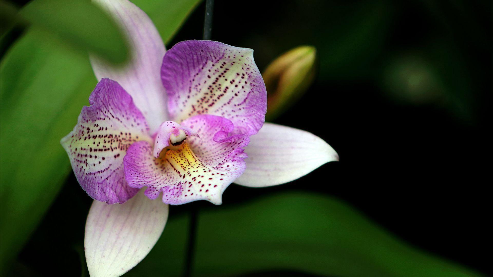 1920x1080 White and Purple Orchid Flower Wallpaper