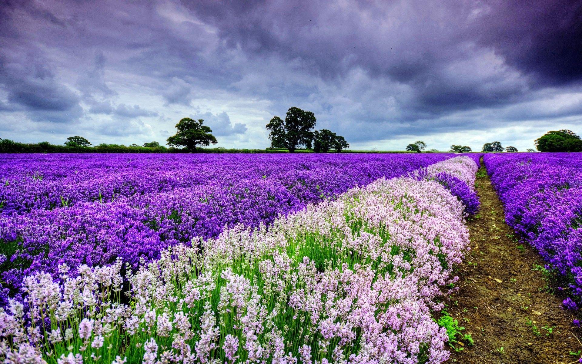 1920x1200 Spring Purple and White Flowers