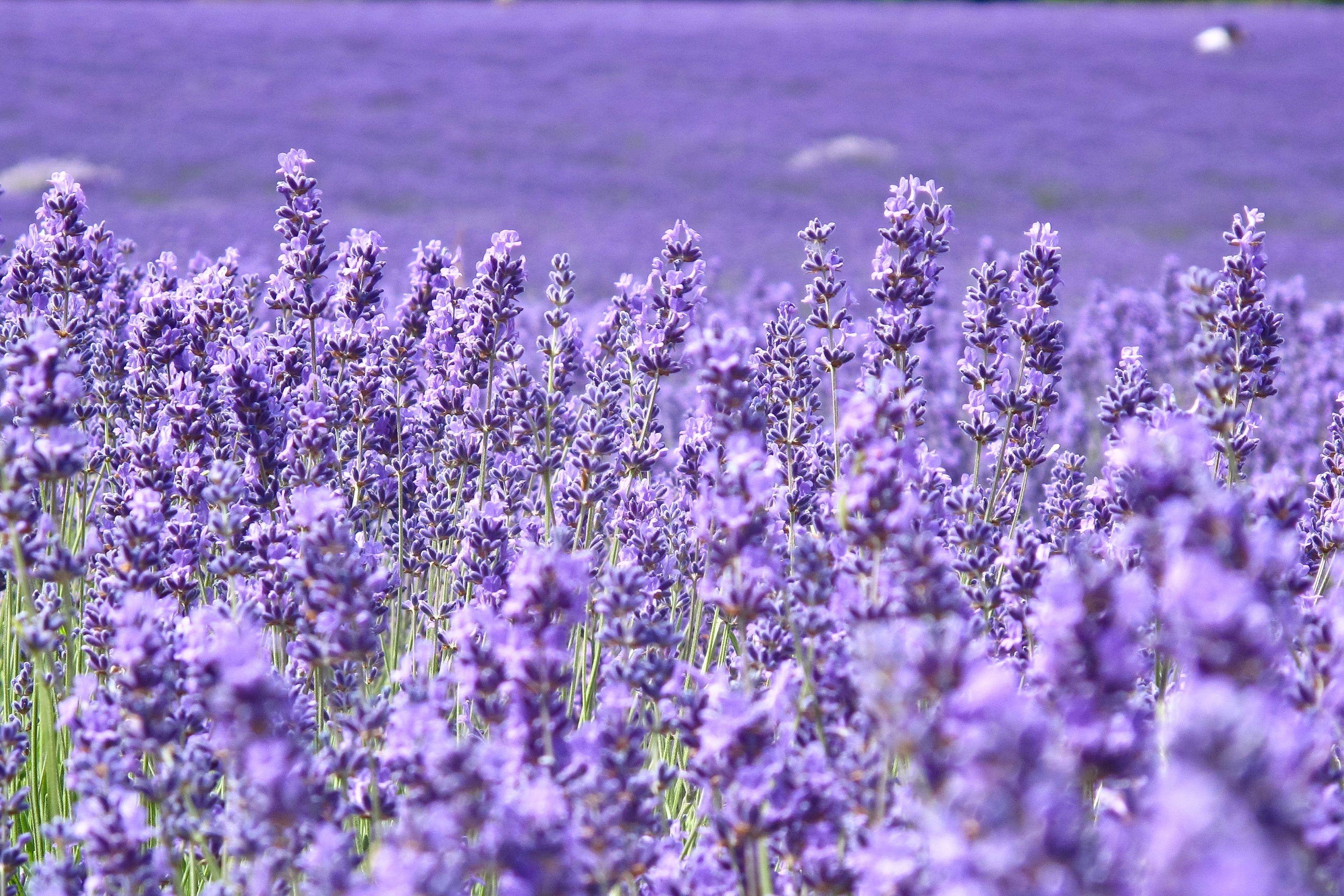 3240x2160 Luxury Lavender Flower Image Free Download