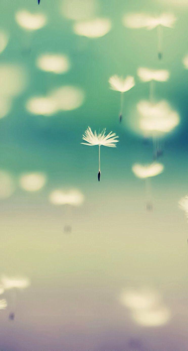 744x1392 Dandelion. Dandelion wallpaper, Flower wallpaper, Phone background wallpaper