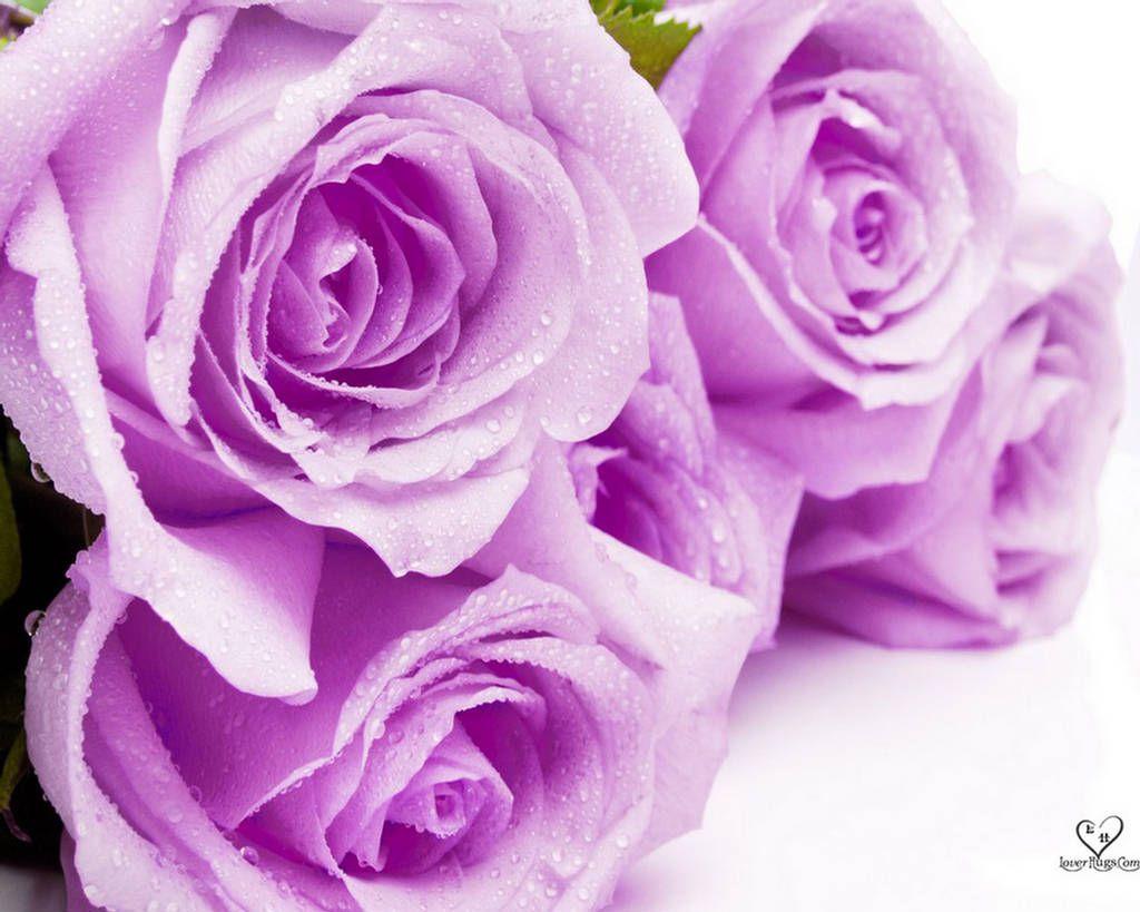Purple and White Flower Wallpapers Top Free Purple and White Flower