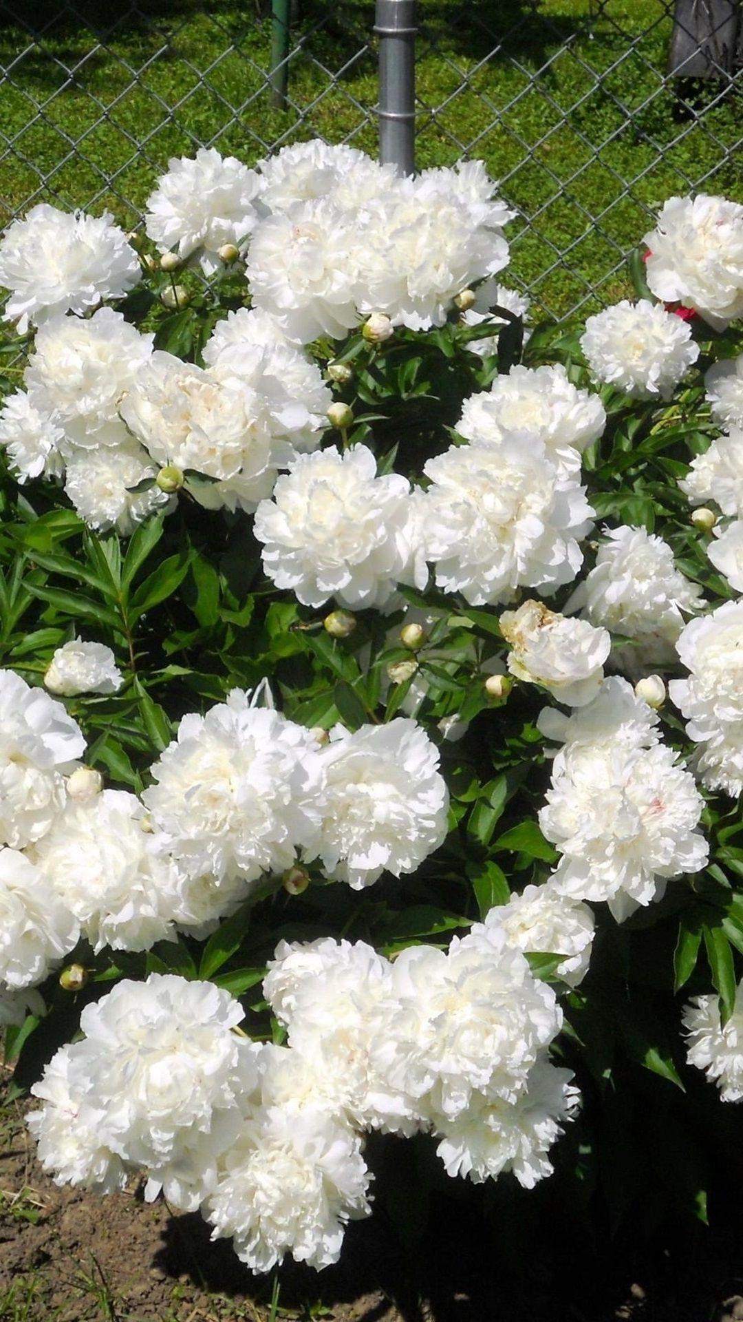 1080x1920 Wallpaper White peonies in the garden 2560x1920 HD Picture, Image