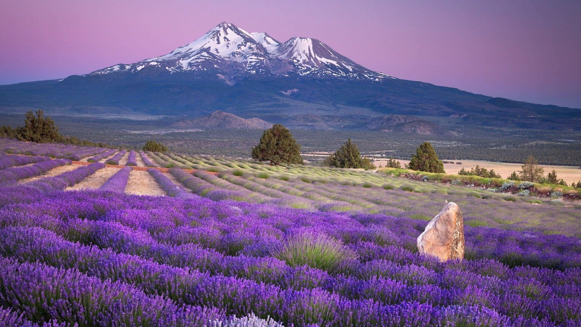 1920x1080 Lavender Fields France Wallpaper
