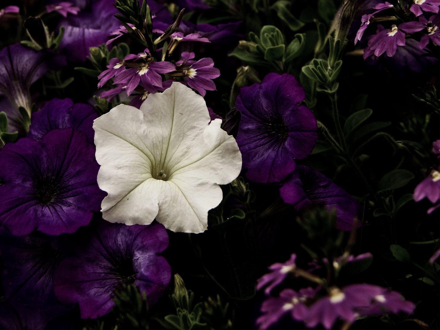 1400x1050 Download wallpaper 1400x1050 flowers, flowerbed, purple, white