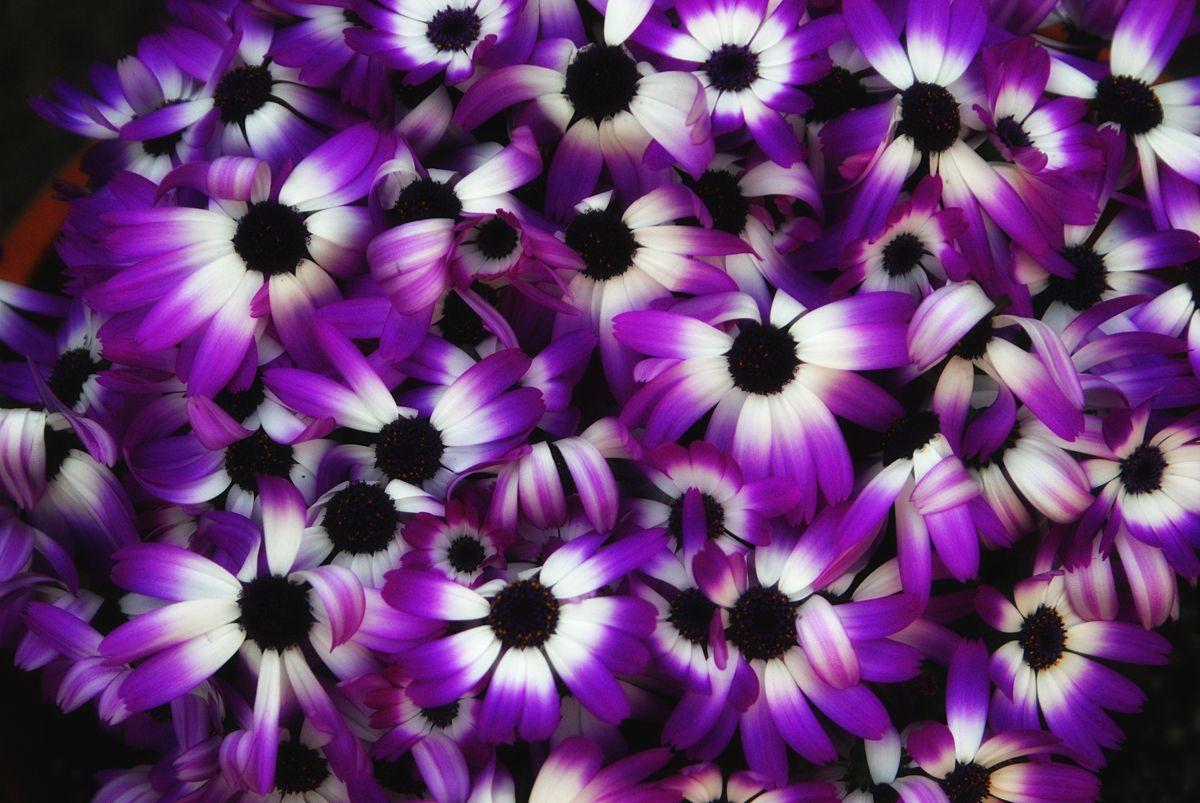 Purple and White Flower Wallpapers Top Free Purple and White Flower