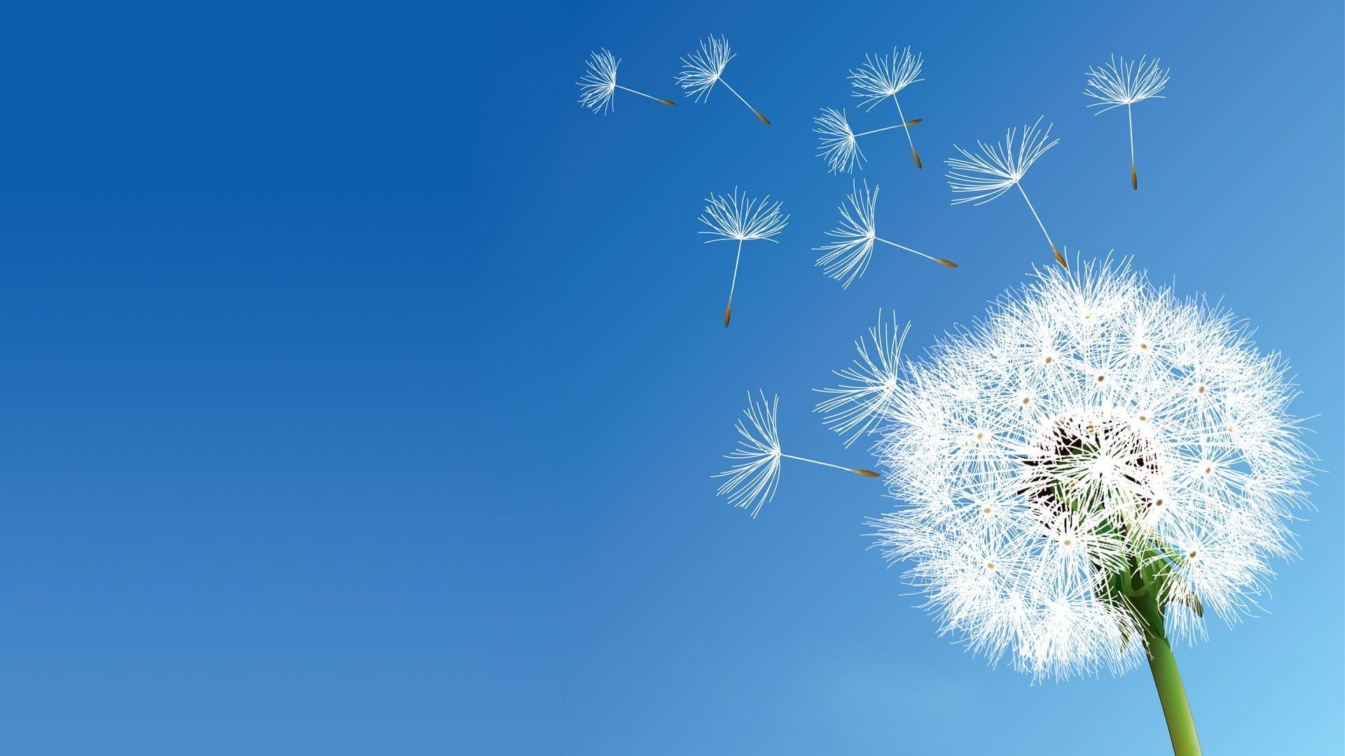 1920x1080 White dandelion flower, nature, flowers, dandelion, clear sky HD wallpaper