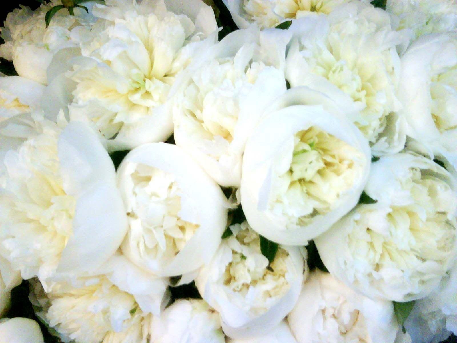 Бело белая хорошее качество. Белые пионы. Букет белые пионы. White Peony Wallpaper пион. Белоснежные пионы.