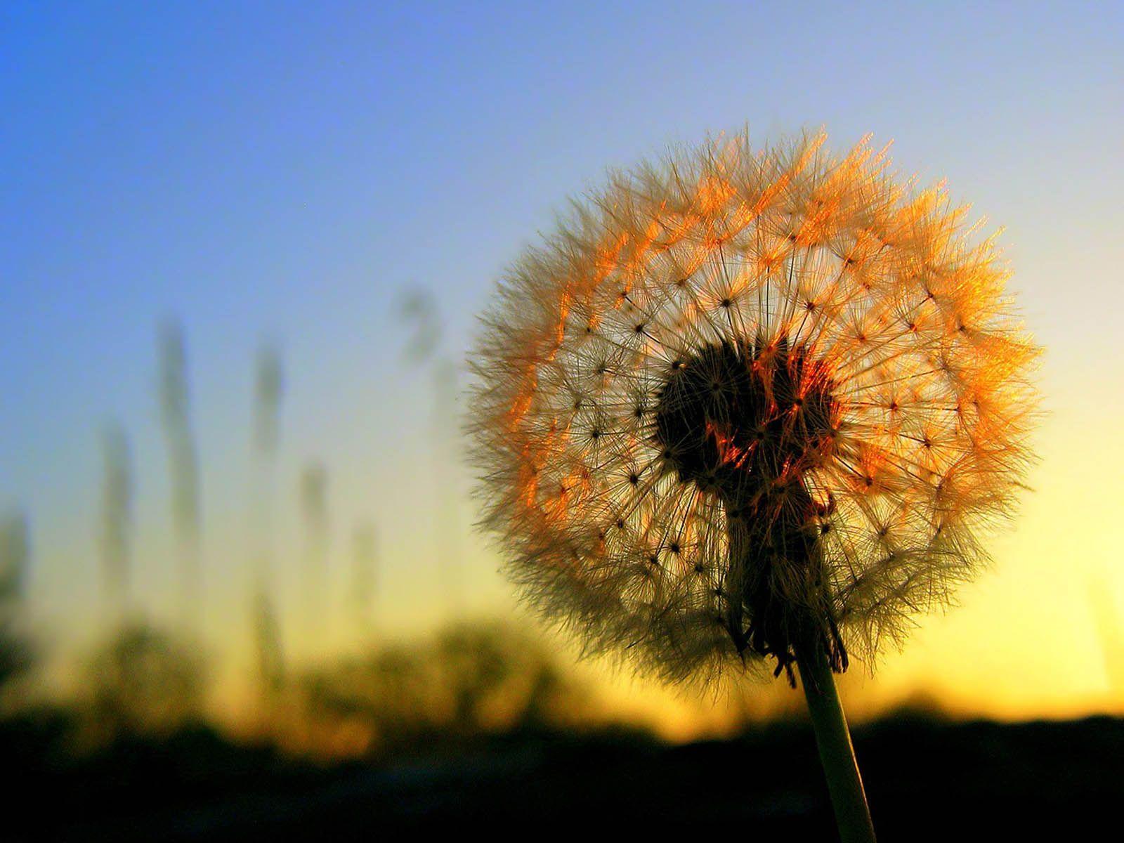 1600x1200 Beautiful Wallpaper: Dandelion Flowers Wallpaper