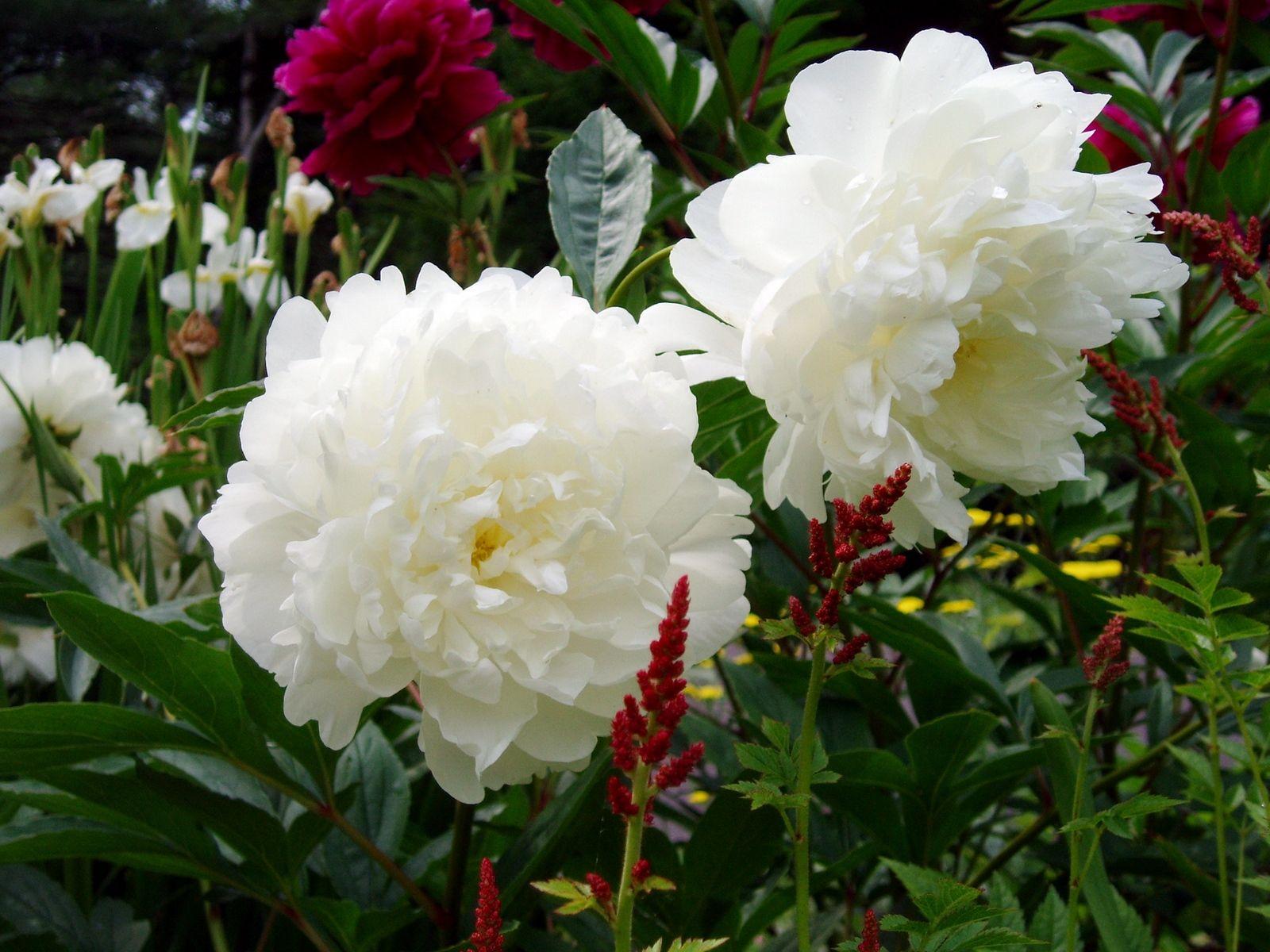 White Peonies Wallpapers - Top Free White Peonies Backgrounds