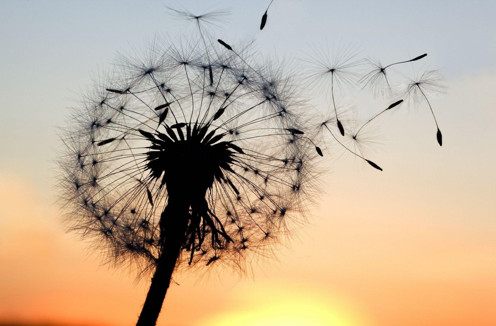 1920x1263 Dandelion Background