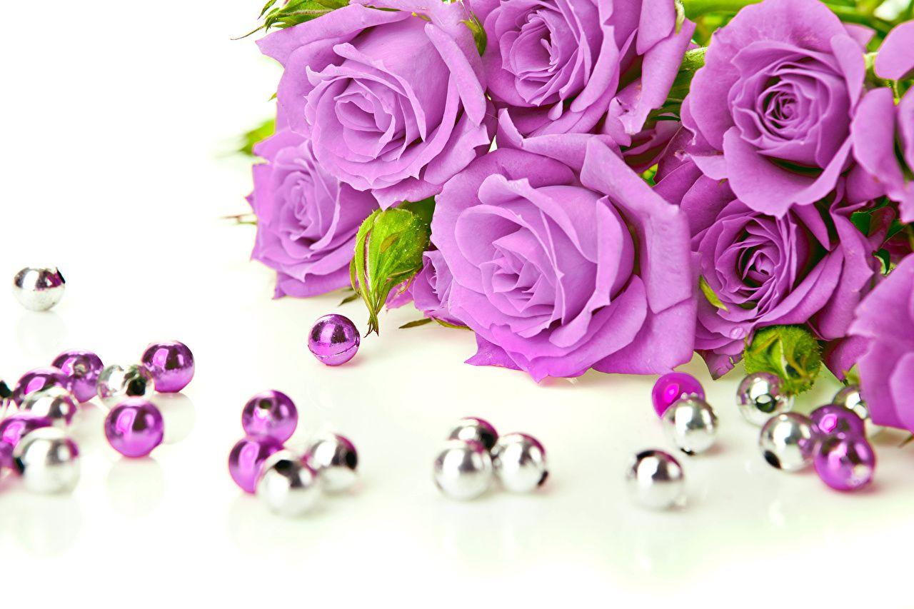 1280x853 image rose Violet flower