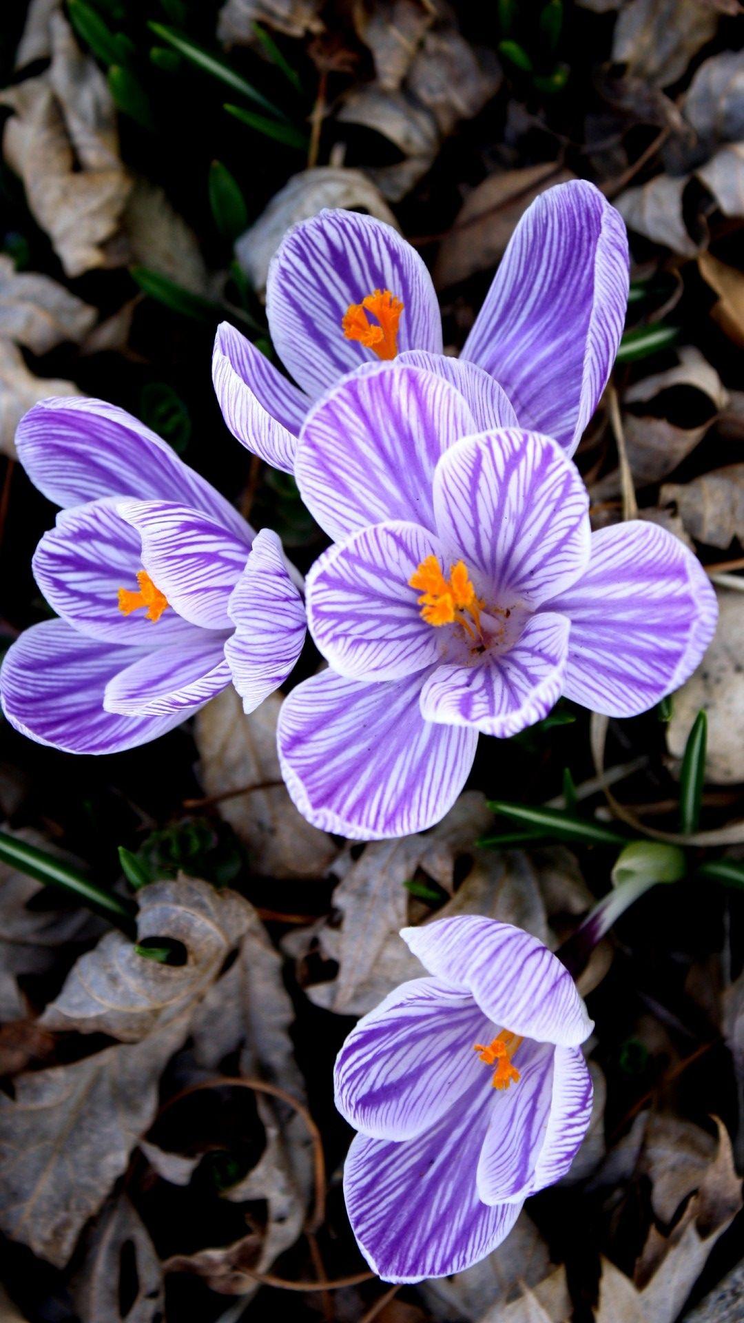 1080x1920 Purple And White Flower Wallpaper iPhone Resolution