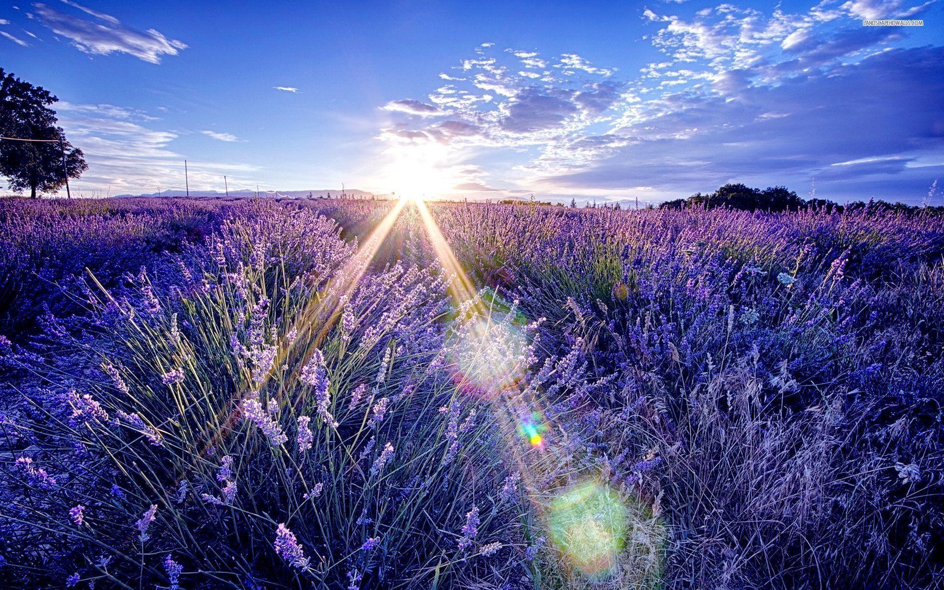 1920x1200 Background v.1.4 jpeg, full big, Lavender Fields