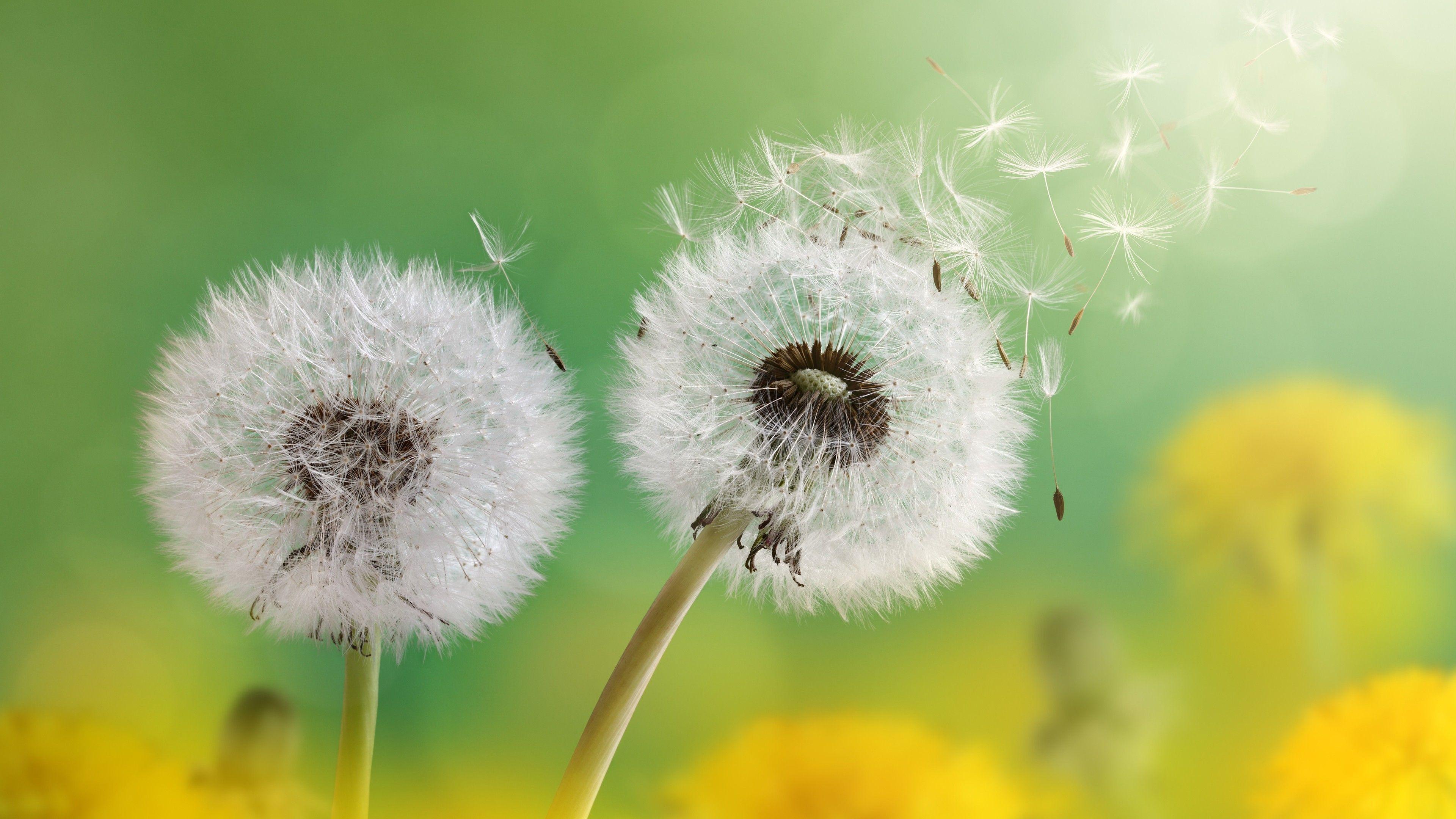 3840x2160 Wallpaper Dandelion flowers, Florets, Dandelion, 4K, Flowers