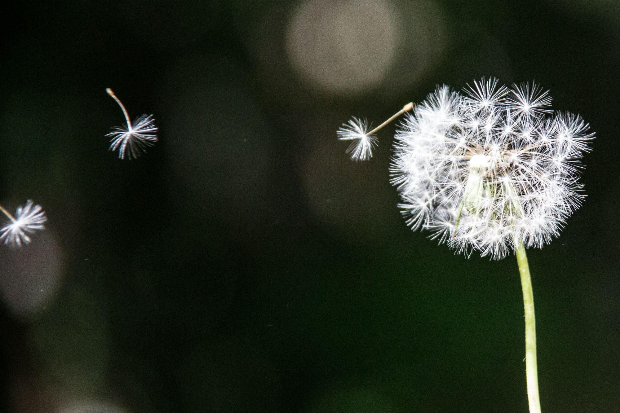 2000x1333 Dandelion Wallpaper