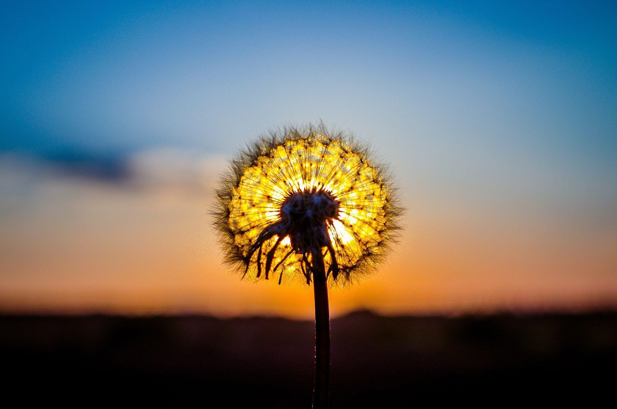 2048x1360 Dandelion K Ultra HD Wallpaper X Dandelion