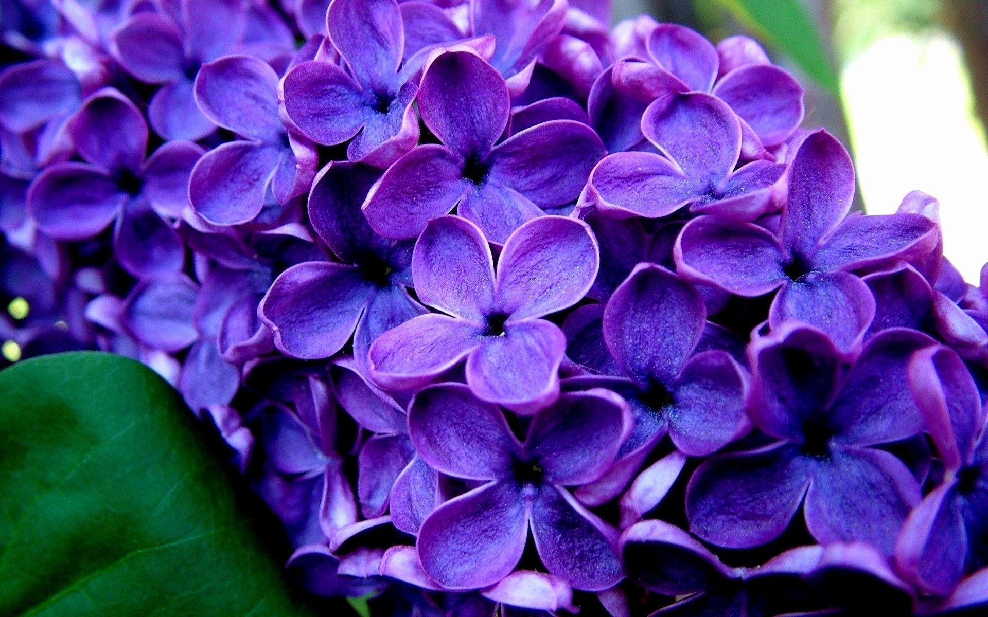 1920x1200 Lavender Wallpaper New Lavender Flower Wallpaper
