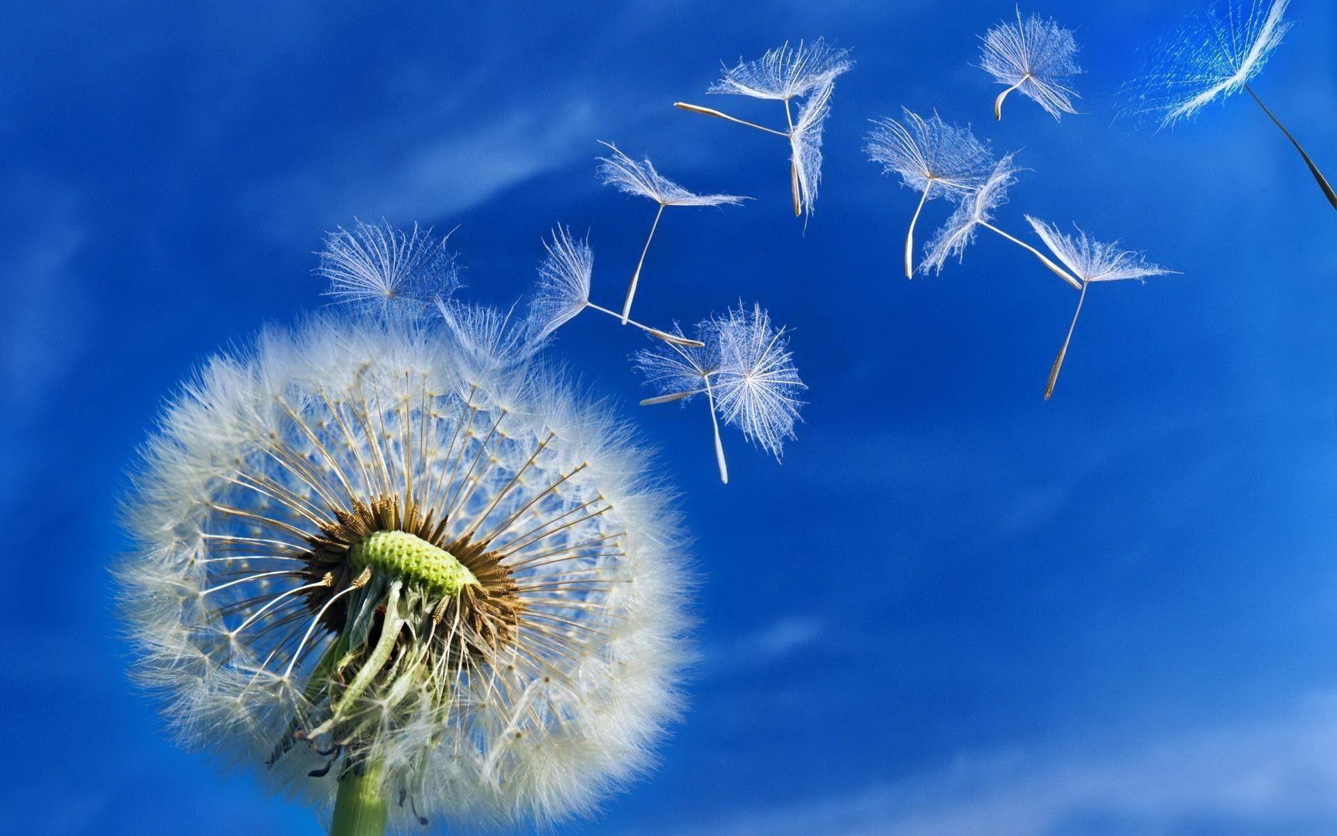 Dandelion Flower Wallpapers Top Free Dandelion Flower Backgrounds