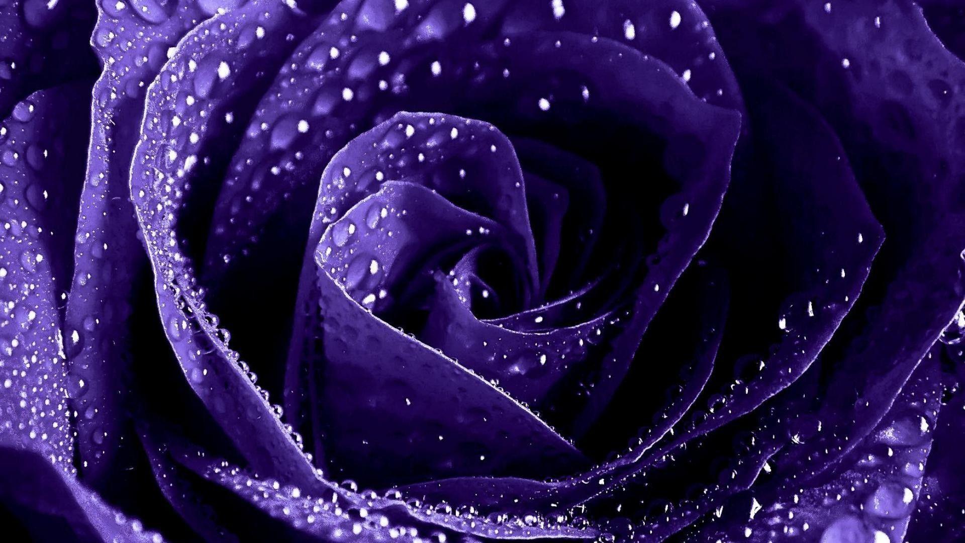 Purple Roses Wallpapers Top Free Purple Roses Backgrounds